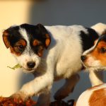 Portrait de chiots fox