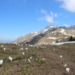 Crocus des Bauges