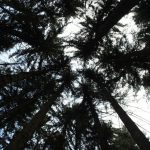 Sommet de forêt