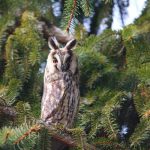 Hibou moyen duc (Savoie)