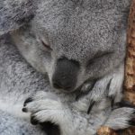 Koala de Beauval