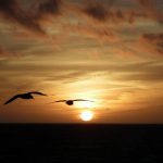 Couché de soleil et oiseaux marins