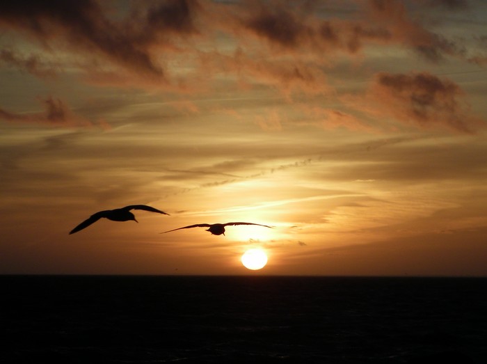 Couché de soleil et oiseaux marins