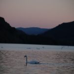 Lac et cygne pastel
