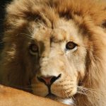 Portrait de lion