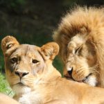 Couple de lions