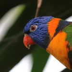 Portrait de loriquet