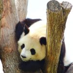 Panda de Beauval